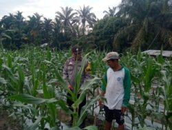 Bhabinkamtibmas Polsek Kandis Dampingi Petani untuk Dukung Program Ketahanan Pangan Nasional
