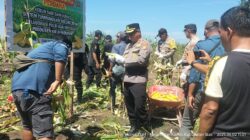 Kapolsek Kandis Hadiri Panen Jagung di KPAK Sam-Sam, Dukung Ketahanan Pangan Nasional
