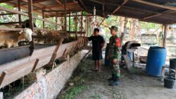 Jelang Hari Raya Idul Adha, Babinsa Pantau Hewan Ternak Milik Warga