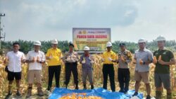 Panen Raya Jagung Pipil, Wujud Dukungan Polsek Kandis Bersama PT.Ivo Mas Tunggal Terhadap Program Ketahanan Pangan Presiden RI