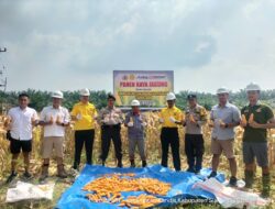 Panen Raya Jagung Pipil, Wujud Dukungan Polsek Kandis Bersama PT.Ivo Mas Tunggal Terhadap Program Ketahanan Pangan Presiden RI