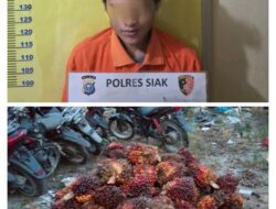 Pencurian 65 Tandan Sawit di Perkebunan PT Ivomas Tunggal, Polsek Kandis Amankan Satu Pelaku