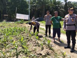 Kapolsek Kandis Tinjau Perkembangan Tanaman Jagung, Komitmen Polri Dukung Ketahanan Pangan Terus Berlanjut