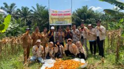 Polsek Kandis Bersama Yayasan Sakai Mandiri Panen Raya Jagung Pipil, Dukung Program Ketahanan Pangan
