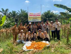 Polsek Kandis Bersama Yayasan Sakai Mandiri Panen Raya Jagung Pipil, Dukung Program Ketahanan Pangan