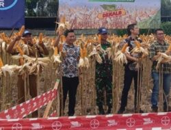 Koramil 1315-04/Tibawa Dukung Program Ketahanan Pangan Melalui Panen Raya Jagung DEKALB