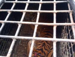 Harimau Sumatera Tertangkap di Sukabumi Lambar, Petugas Tunggu BKSDA untuk Evakuasi