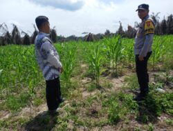Polsek Kandis Gencarkan Monitoring Lahan Jagung Dukung Program Ketahanan Pangan Nasional