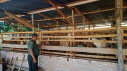 Koramil Mandau Lakukan Pemeriksaan Pastikan Hewan Ternak Bebas PMK