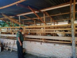 Koramil Mandau Lakukan Pemeriksaan Pastikan Hewan Ternak Bebas PMK