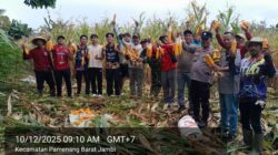 Desa Mampun Baru Panen Jagung, Tegaskan Komitmen Dukung Program Ketahanan Pangan Nasional