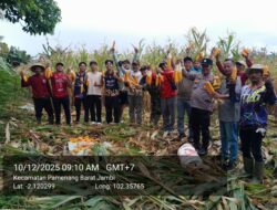 Desa Mampun Baru Panen Jagung, Tegaskan Komitmen Dukung Program Ketahanan Pangan Nasional