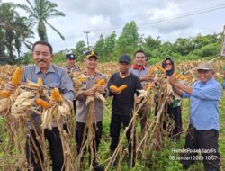 Polsek Kandis Gelar Panen Raya Jagung Dukung Program Presiden RI Wujudkan Ketahanan Pangan