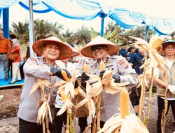 Wujudkan Swasembada Pangan, Polda Riau Panen Raya Jagung Serentak di Kampar