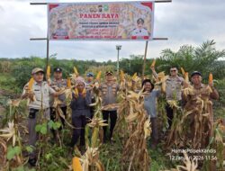 Panen Raya Jagung Polsek Kandis, Wujud Nyata Dukung Program Presiden Ketahanan Pangan