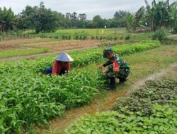 Dukung Ketahanan Pangan, Babinsa Koramil 420-04/Sarolangun Bantu Petani Panen Sayur Bayam dan Kangkung