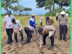 Dukung swasembada pangan, polres pesisir barat kembali melakukan penanaman jagung