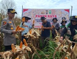Polsek Kandis Panen Raya Jagung Dukung Program Ketahanan Pangan Nasional