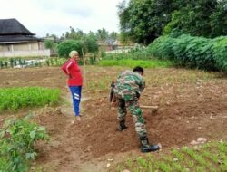 Warga Tetap Sengat Dalam Penanaman Sayuran, Babinsa Selalu Melakukan Pendampingan ke Petani Di Desa Binaan
