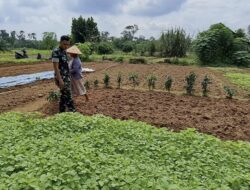 Dukung Ketahanan Pangan Babinsa Koramil 420-04 Sarolangun Tetap Melakukan Pendampingan ke Petani Desa Penarun Kecamatan Bathin VIII Sarolangun