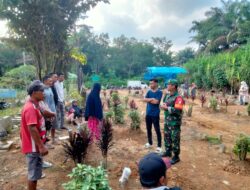 Babinsa Koramil 420-08/Tabir Menggelar Panen Jagung Bersama Warga