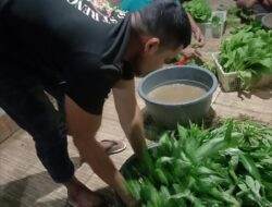 Tumbuh di Balik Jeruji: Lapas Langsa Sukses Panen Kangkung dan Sawi di Tengah Keterbatasan