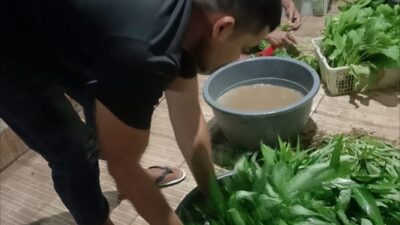 Tumbuh di Balik Jeruji: Lapas Langsa Sukses Panen Kangkung dan Sawi di Tengah Keterbatasan