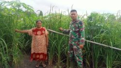 Pererat Hubungan dengan Warga Babinsa Bantu Petani Rawat Padi