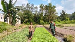 TNI Selalu Hadir Dimasyarakat Dengan Membantu Warga Menanam Sayur Bayam
