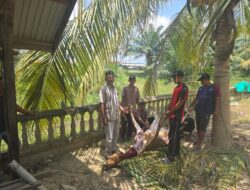 Bantuan Sapi dari Wagub Aceh Hadirkan Kebahagiaan di Pengungsian Langkahan Warga Pengungsi Banjir Langkahan Terharu, Impian Sederhana Berbuka dengan Daging Akhirnya Terwujud