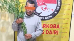 Tanam Ganja di Ladang, Pria di Parbuluan Ditangkap Polres Dairi Bersama Kodim 0206/Dairi