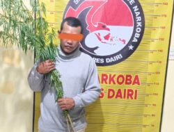 Tanam Ganja di Ladang, Pria di Parbuluan Ditangkap Polres Dairi Bersama Kodim 0206/Dairi