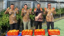 Wujud Program Kemandirian bagi WBP, Lapas Kelas IIA Banda Aceh berhasil Panen Tomat mencapai Puluhan Kilo