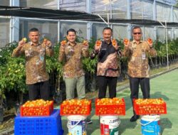 Wujud Program Kemandirian bagi WBP, Lapas Kelas IIA Banda Aceh berhasil Panen Tomat mencapai Puluhan Kilo