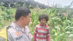 Polsek Kandis Cek Perkembangan Jagung Pipil, Wujud Nyata Polisi Cinta Petani
