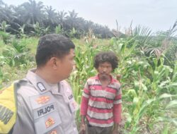 Polsek Kandis Cek Perkembangan Jagung Pipil, Wujud Nyata Polisi Cinta Petani