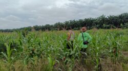 Polsek Kandis Siapkan 15 Hektare Lahan Jagung, Wujud Nyata Dukungan Polri terhadap Ketahanan Pangan Nasional
