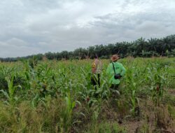 Polsek Kandis Siapkan 15 Hektare Lahan Jagung, Wujud Nyata Dukungan Polri terhadap Ketahanan Pangan Nasional