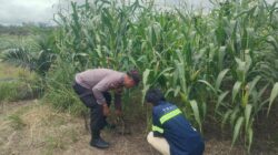 Polsek Kandis Cek Perkembangan Jagung Pipil di Lahan PT KPAK, Dukung Program Ketahanan Pangan Nasional
