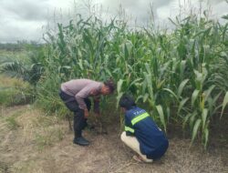 Polsek Kandis Cek Perkembangan Jagung Pipil di Lahan PT KPAK, Dukung Program Ketahanan Pangan Nasional