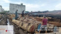 Operasi Gabungan Kemenhut di Sumatera Utara, Tertibkan 5 Sawmill, Ribuan Kayu Bulat Tanpa Legalitas Ditemukan