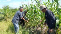 Polsek Kandis Intensifkan Pendampingan Petani, Dukung Ketahanan Pangan Nasional di Jambai Makmur