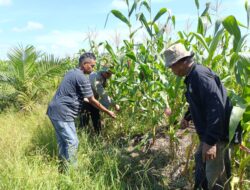 Polsek Kandis Intensifkan Pendampingan Petani, Dukung Ketahanan Pangan Nasional di Jambai Makmur