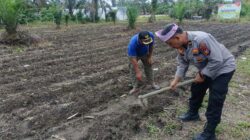 POLSEK KUNTO DARUSSALAM DUKUNG PROGRAM SWASEMBADA PANGAN MELALUI PENANAMAN JAGUNG PIPIL