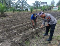 POLSEK KUNTO DARUSSALAM DUKUNG PROGRAM SWASEMBADA PANGAN MELALUI PENANAMAN JAGUNG PIPIL