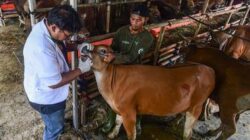 Dinas Peternakan Aceh Pastikan Stok Hewan Kurban Aman Jelang Meugang Idul adha 1447 H