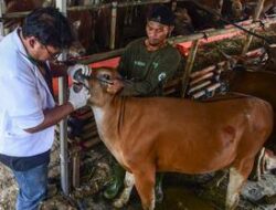 Dinas Peternakan Aceh Pastikan Stok Hewan Kurban Aman Jelang Meugang Idul adha 1447 H