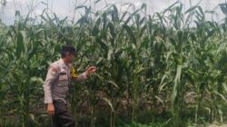 Polisi Turun ke Ladang, Ketahanan Pangan Terus Dijaga di Kandis