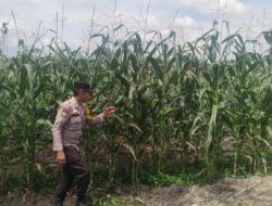 Polisi Turun ke Ladang, Ketahanan Pangan Terus Dijaga di Kandis