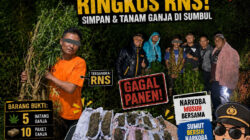 Sat Narkoba Polres Dairi Ringkus RNS Usai Simpan dan Tanam Ganja di Sumbul